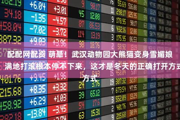 配配网配资 萌晕！武汉动物园大熊猫变身雪媚娘，满地打滚根本停不下来，这才是冬天的正确打开方式